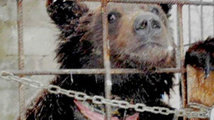 Минэкологии занялось проверкой сообщений о жестоком обращении с медведем в Луганске