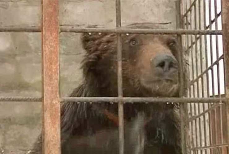 В Луганской области начали лечение медведя Потапа