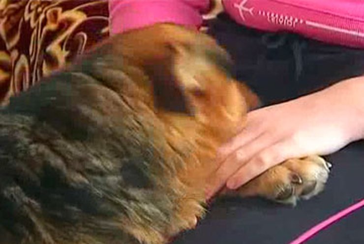 На Прикарпатье пес спас девочку от смерти на морозе
