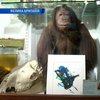 В лондонском музее открылась выставка картин, написанных животными