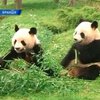 Французский зоопарк показал китайских панд