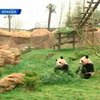 Французскому зоопарку подарили двух панд
