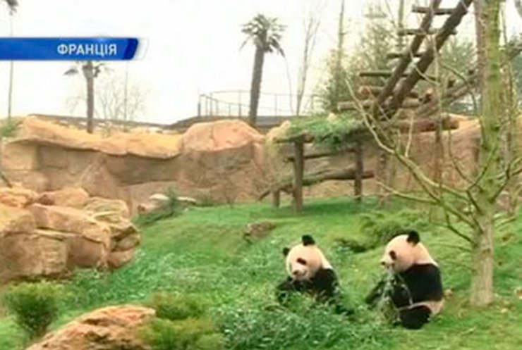 Французскому зоопарку подарили двух панд