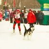 В Москве провели гонки на собачьих упряжках