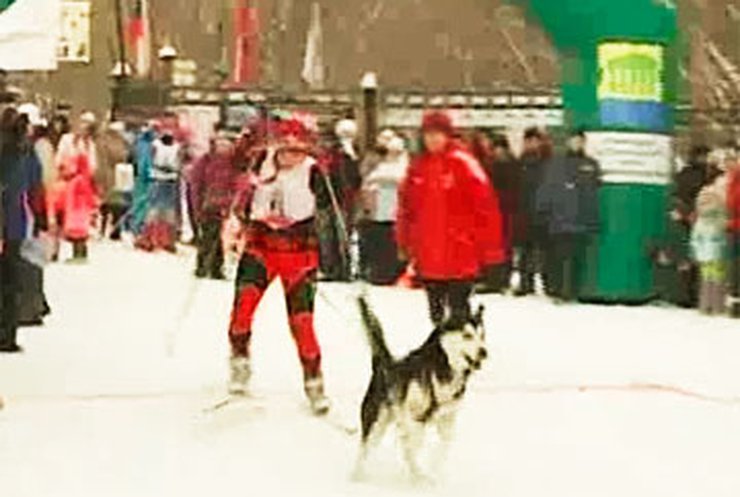 В Москве провели гонки на собачьих упряжках