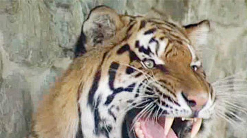 Работника киевского зоопарка, на которого напал тигр, прооперировали