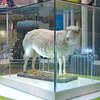 15 лет тому на свет появилась клонированная овца Долли