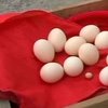 Китайская курица снесла самое маленькое в мире яйцо