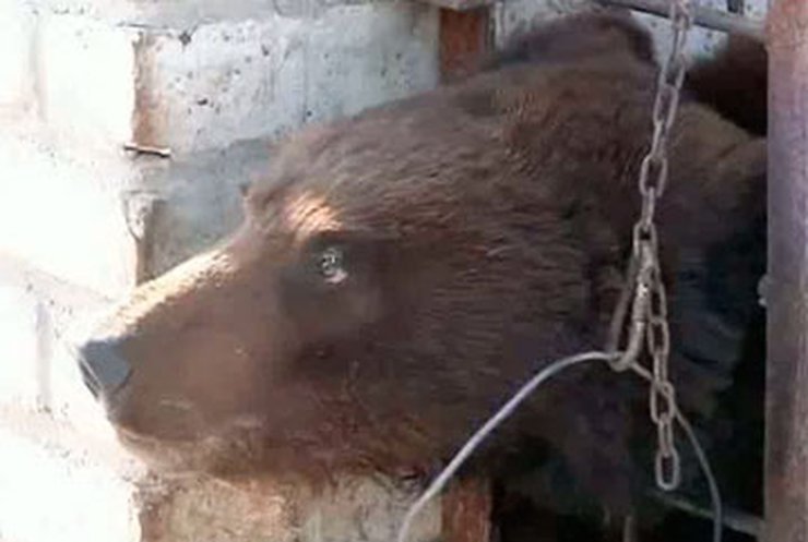 Луганский медведь-страдалец пройдет курс реабилитации в Закарпатье