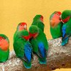 Влюбленный ковельчанин украл три десятка попугаев для своей девушки