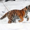 Охотники Приморска обнаружили замерзшего одинокого тигренка