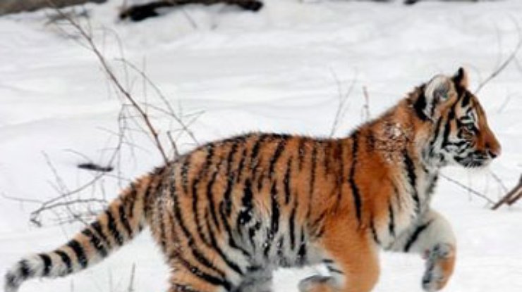 Охотники Приморска обнаружили замерзшего одинокого тигренка