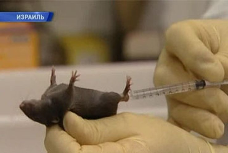 Израильские ученые установили сходство скелета мыши и человека