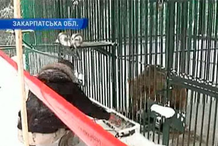 Медведя Потапа доставили в Синевирский реабилитационный центр