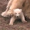 В голландском зоопарке впервые показали двух белых медвежат