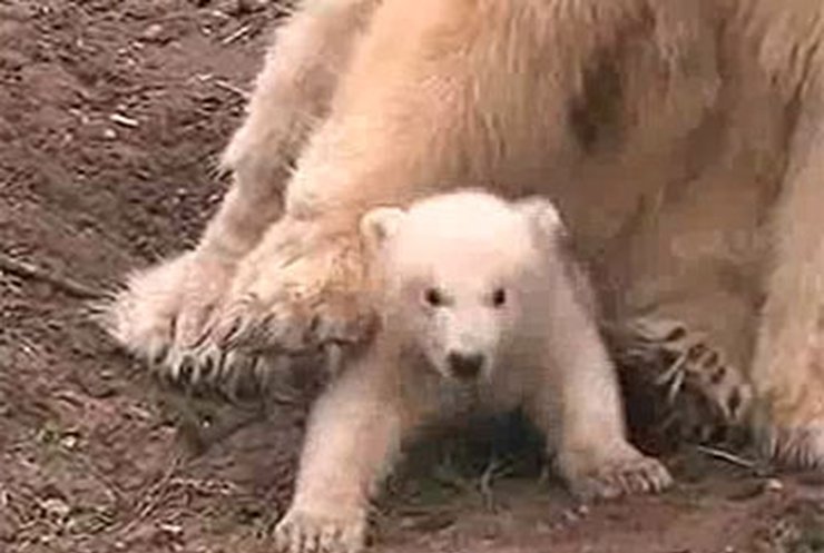 В голландском зоопарке впервые показали двух белых медвежат