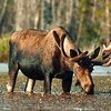 В Швеции семейство лосей застукали на воровстве сена