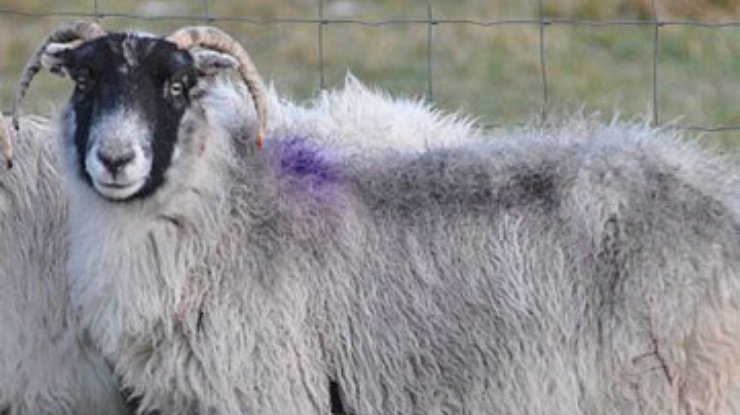 В Британии погибла старейшая в мире овца