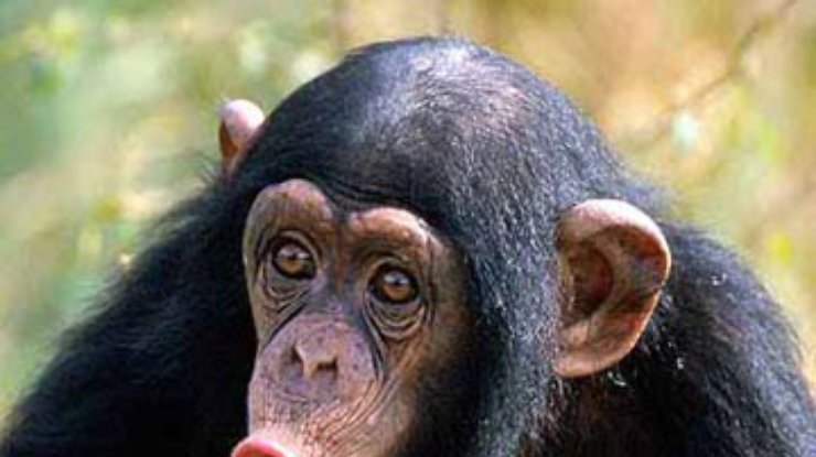 Ученые: Шимпанзе более генетически разнообразны, чем люди