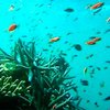 Австралийцы создадут виртуальную экскурсию по Большому Барьерному рифу