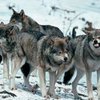 Волынь переживает нашествие волков из Польши