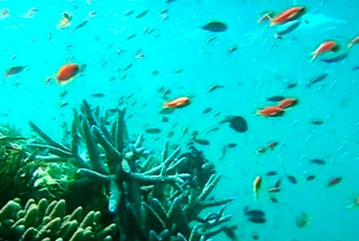 Австралийцы создадут виртуальную экскурсию по Большому Барьерному рифу