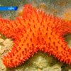 В Тихом океане нашли редких морских звезд