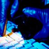 Правоохранители задержали хакеров из группы Lulz Security