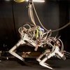 В США робот-гепард побил рекорд скорости