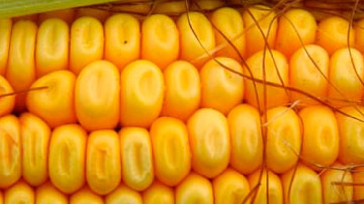 Из Аграрного фонда украли 14 тысяч тонн кукурузы
