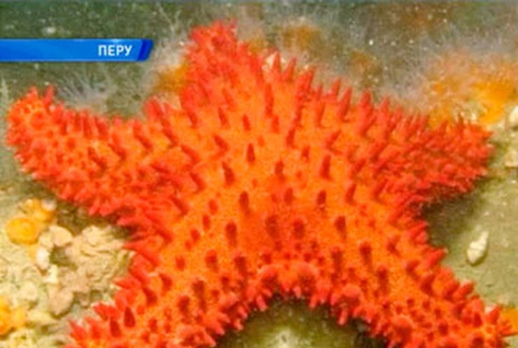 В Тихом океане нашли редких морских звезд