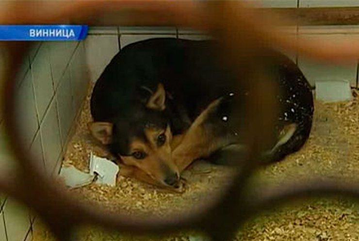 В Виннице студенты-медики учатся оперировать на бездомных собаках