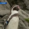 Из токийского зоопарка сбежал пингвин
