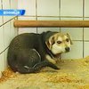 Винничане возмущены операциями в медуниверситете на бездомных собаках