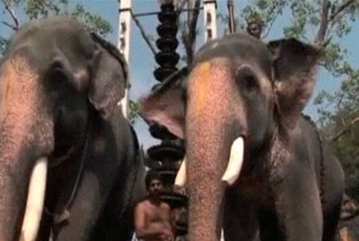 В Южной Индии проходят забеги на слонах