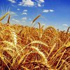 ООН прогнозирует рекордный урожай пшеницы