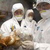 СМИ: В Южной Корее зафиксирован первый случай птичьего гриппа