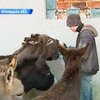 На Винницкой ферме живут ослы, помогающие в лечении недугов