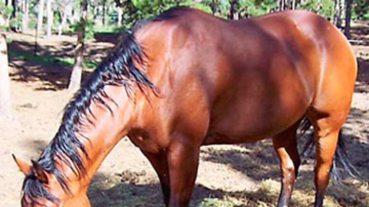 Латвийский музей выставил на продажу хромую лошадь