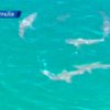 Возле побережья Австралии сняли редкие кадры завтрака акулы
