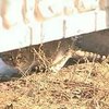 В Днепропетровской области произошла вспышка бешенства