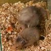 На Хмельнитчине хомяки заразили ребенка опасной болезнью