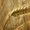 Минагропрод снизил прогноз урожая пшеницы