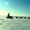 На Аляске проходит масштабная гонка на собачьих упряжках