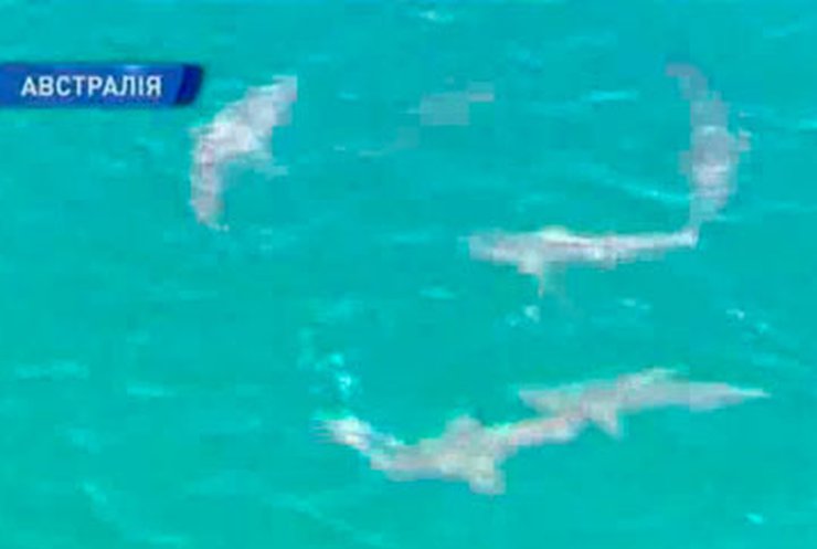 Возле побережья Австралии сняли редкие кадры завтрака акулы