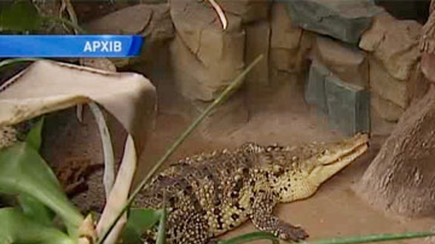 В киевском зоопарке умер кубинский крокодил
