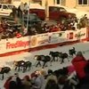 В США закончилась самая экстремальная гонка на собачьих упряжках