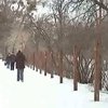 Пенсионер из Кировограда стал другом лесных синиц