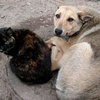 Под Севастополем обнаружена яма с десятками трупов собак и кошек