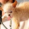 В США умерла самая уродливая собака в мире